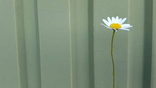 Close-up of white flower blooming outdoors