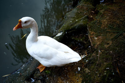 High angle view of swan in lake