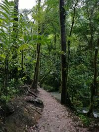 Narrow walkway along trees in forest