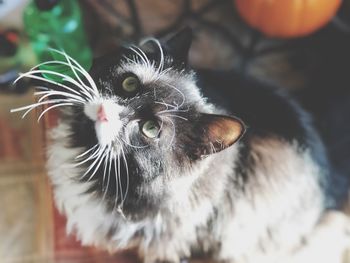 Close-up portrait of a cat