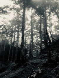 Low angle view of trees in forest