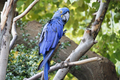 Bird perching on branch