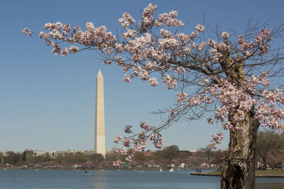 View of cherry blossom tree against sky