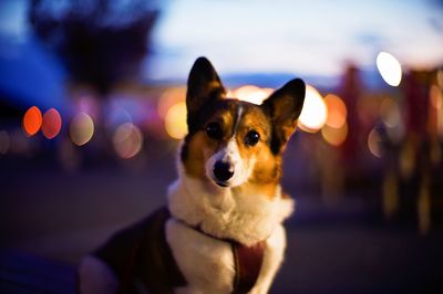 Close-up portrait of dog against illuminated sky at night