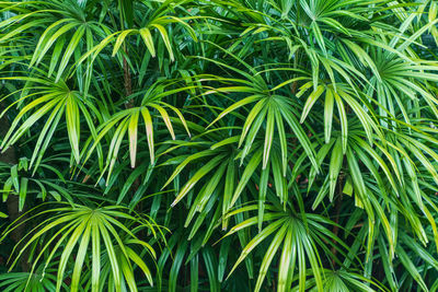 Bush lady palm in the garden.