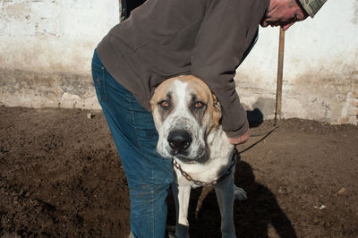 Dog standing on man