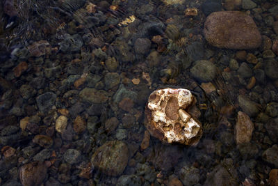 Close-up of rock on water