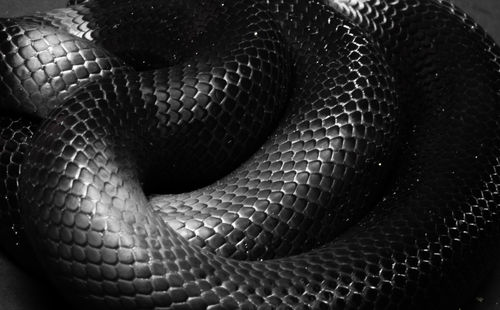 Close-up of snake