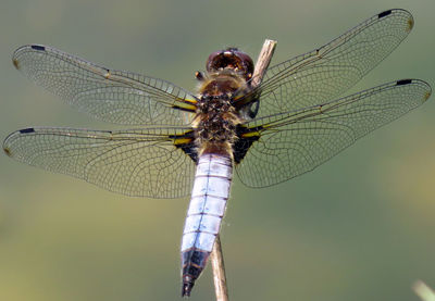 Close-up of dragonfly