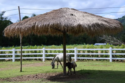 Horse in field