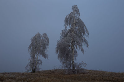 Low angle view of trees on field against clear sky