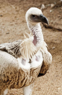 Close-up of duck