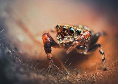 A very tiny ligurra sp., possibly ligurra latidens jumping spider. 