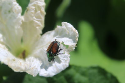Close-up of insect on white flower