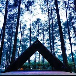 Low angle view of trees in forest against sky