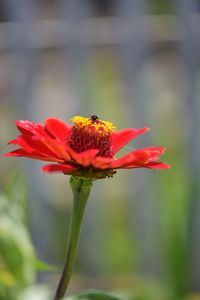 Close-up of red flowers