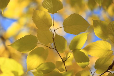 Close-up of yellow flowering plant against sky