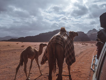 Horses standing on a land