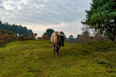 Horse standing in a field