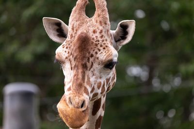 Close-up portrait of a giraffe in zoo