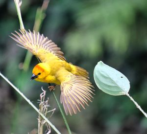 Close-up of parrot perching on yellow flower