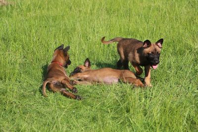 View of a dog on field