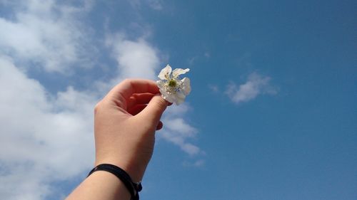 Cropped hand holding flower against blue sky