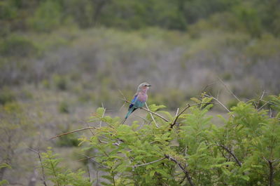 Bird perching on plant