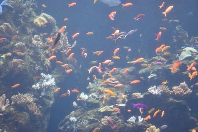 High angle view of fish swimming in water
