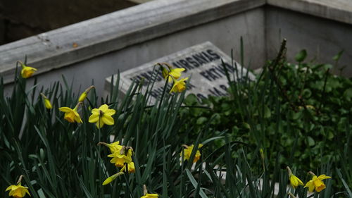 Close-up of yellow flowers blooming outdoors