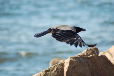 Close-up of bird against blurred background