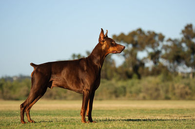 Doberman pinscher on grassy field