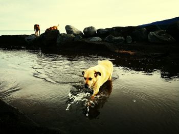 Dog in lake against sky