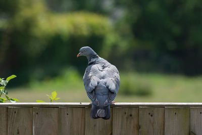 Close-up of bird perching on wood