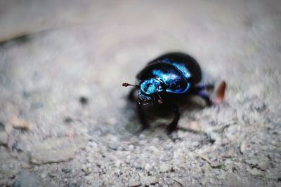 Close-up of blue bug on field