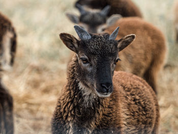 Portrait of a soay lamb