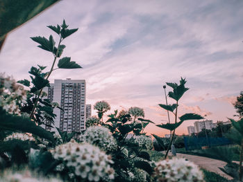 Low angle view of flowering plants by building against sky