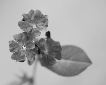 Close-up of flower