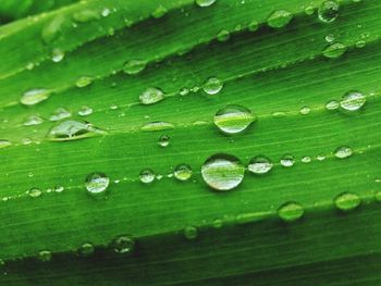 Full frame shot of raindrops on leaf