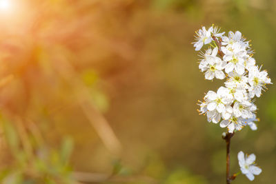 Close-up of white flowering plant