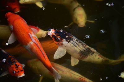 Fish swimming in pond