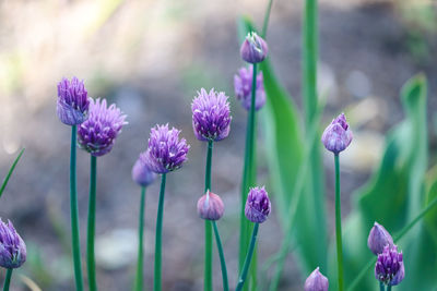 Close-up of purple flowering plants