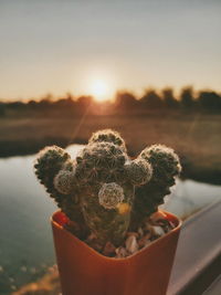 Close-up of succulent plant against sky during sunset