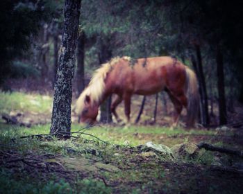 Horse grazing in forest