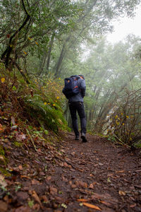 Rear view of man walking on footpath in forest