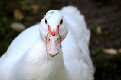 Close-up of white bird