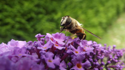 Close-up of purple flower