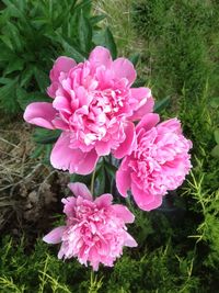 Close-up of pink flowers