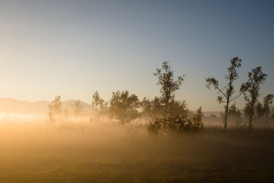 Trees on field against sky during foggy weather