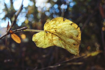 Close-up of dry leaf against blurred background